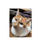 きなきなきなこスタンプ（個別スタンプ：1）