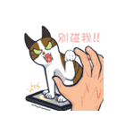 猫のオブザーバー（個別スタンプ：7）