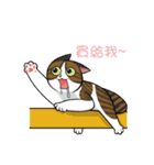 猫のオブザーバー（個別スタンプ：8）