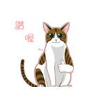 猫のオブザーバー（個別スタンプ：16）