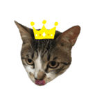眉毛ねこ オル君（個別スタンプ：1）