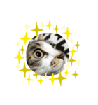 眉毛ねこ オル君（個別スタンプ：2）