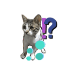 眉毛ねこ オル君（個別スタンプ：3）