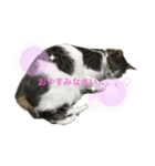 眉毛ねこ オル君（個別スタンプ：4）