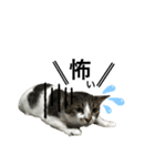 眉毛ねこ オル君（個別スタンプ：5）