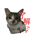眉毛ねこ オル君（個別スタンプ：6）