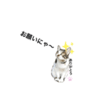 眉毛ねこ オル君（個別スタンプ：7）