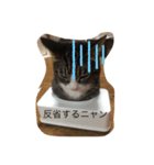 ニャンニャンニャン1（個別スタンプ：1）