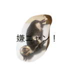 ニャンニャンニャン1（個別スタンプ：6）
