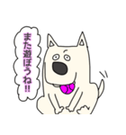 しろ犬さんの日課（個別スタンプ：11）