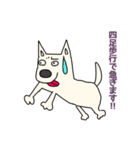 しろ犬さんの日課（個別スタンプ：39）