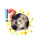 犬 コロくん（個別スタンプ：2）