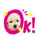 犬 コロくん（個別スタンプ：3）