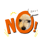 犬 コロくん（個別スタンプ：5）