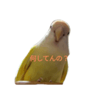 コザクラインコのこむぎ（komugi）（個別スタンプ：1）