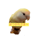 コザクラインコのこむぎ（komugi）（個別スタンプ：2）
