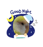 コザクラインコのこむぎ（komugi）（個別スタンプ：3）