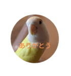 コザクラインコのこむぎ（komugi）（個別スタンプ：4）