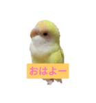 コザクラインコのこむぎ（komugi）（個別スタンプ：5）