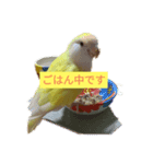 コザクラインコのこむぎ（komugi）（個別スタンプ：7）