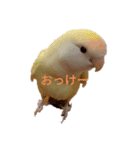 コザクラインコのこむぎ（komugi）（個別スタンプ：8）