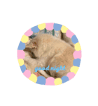 ぴっといんぴっと（個別スタンプ：2）