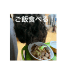 愛犬の日常！（個別スタンプ：1）