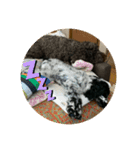 愛犬の日常！（個別スタンプ：3）