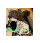 愛犬の日常！（個別スタンプ：4）