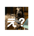 愛犬の日常！（個別スタンプ：5）