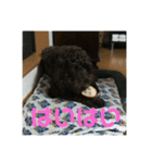 愛犬の日常！（個別スタンプ：6）