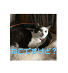 愛犬の日常！（個別スタンプ：7）