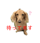 じゃっくのにちじょう（個別スタンプ：1）