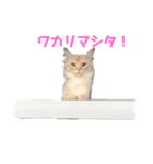 ネッコのチビちゃん（個別スタンプ：1）