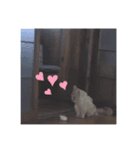 ネッコのチビちゃん（個別スタンプ：6）