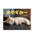 ネッコのチビちゃん（個別スタンプ：8）