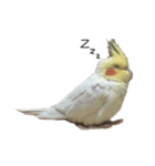 ピヨくう（個別スタンプ：3）