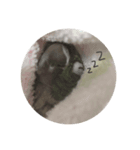 ピヨくう（個別スタンプ：5）