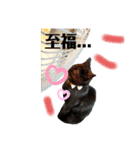 にゃんわん 日常（個別スタンプ：8）
