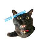 黒猫のいる暮らし（個別スタンプ：1）