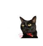 黒猫のいる暮らし（個別スタンプ：8）