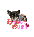 ダイア君（個別スタンプ：4）