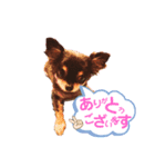 ダイア君（個別スタンプ：6）