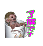 リスザルの子供。カップ イン！（個別スタンプ：1）