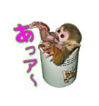 リスザルの子供。カップ イン！（個別スタンプ：7）