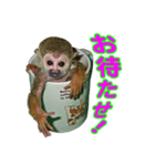 リスザルの子供。カップ イン！（個別スタンプ：8）