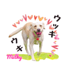 ラブラドール・ミルキー（個別スタンプ：3）