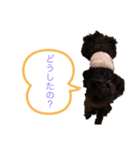 トイプーの日常。（個別スタンプ：3）