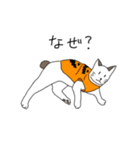 ボブテイル猫のスタンプ（個別スタンプ：11）