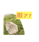 コロ丸のまったりスタンプ（個別スタンプ：5）